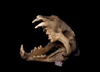 藏品(虎頭骨)的圖片